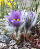 Pulsatilla halleri ssp. taurica