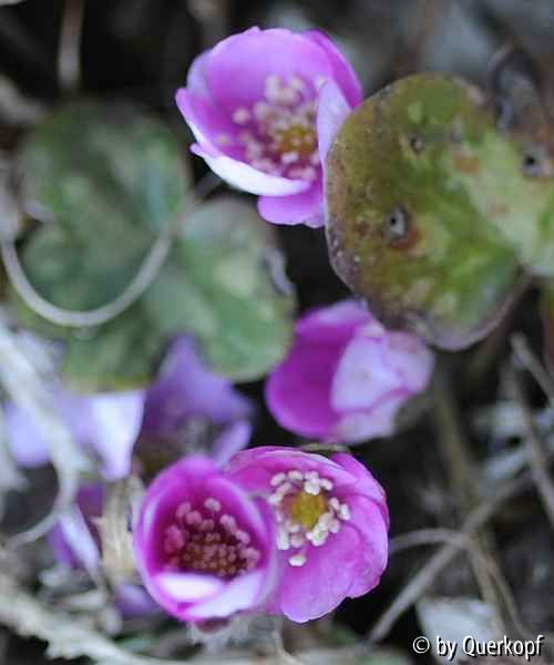 Hepatica pyrenaica rosa