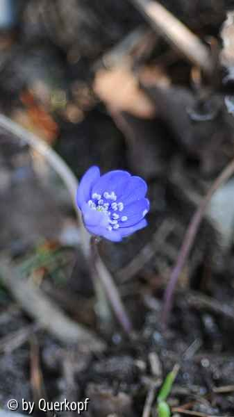 Hepatica Blumenstadt Erfurt