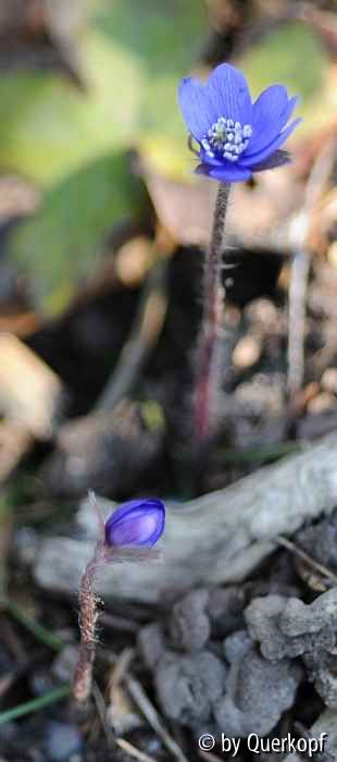 Hepatica De Buis Strain
