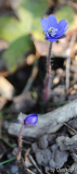 Hepatica De Buis Strain