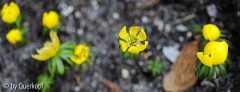 Eranthis Kiste