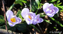 Elfenkrokus