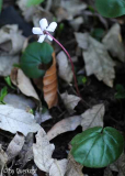Cyclamen coum weiß