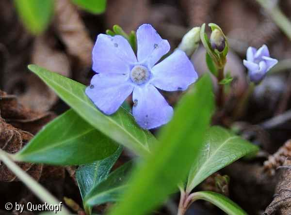 Vinca minor