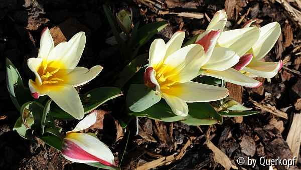 Tulipa The First