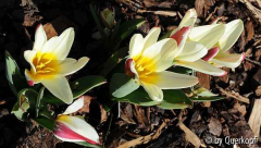 Tulipa The First