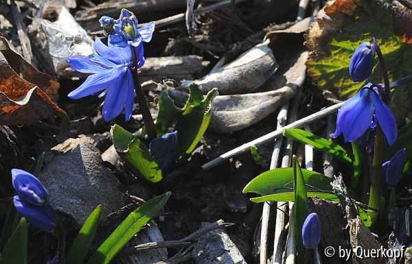 Scilla Grüppchen