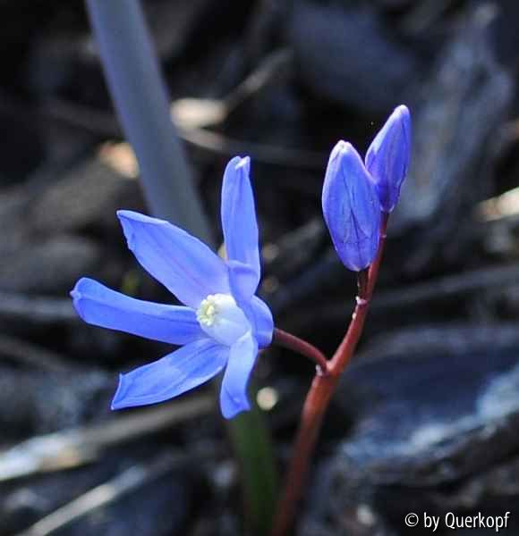Scilla solo