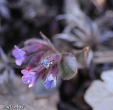 Pulmonaria Blüte
