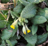 Primula veris