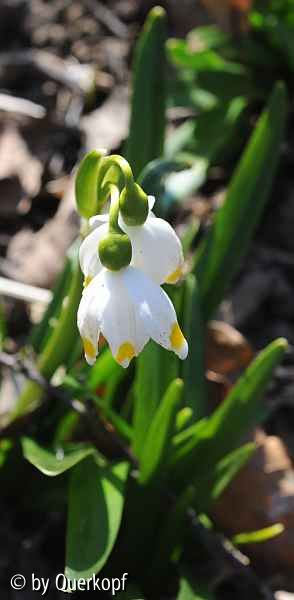 Leucojum vernum Blüten