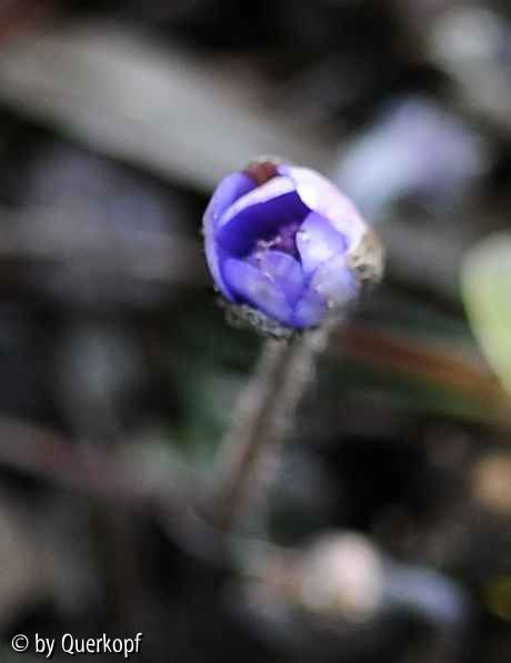 Hepatica nobilis Knospe