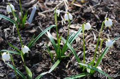 Leucojum vernum Grüppchen