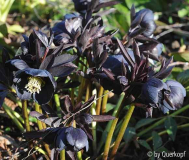 Helleborus schwarz Ashwood