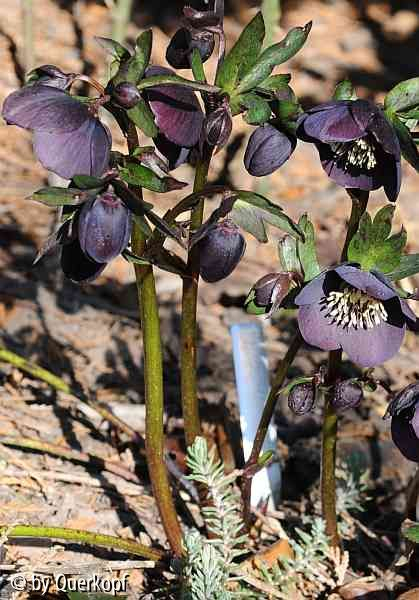 Helleborus pflaumenfarbig