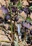 Helleborus pflaumenfarbig