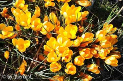 Crocus flavus ssp. flavus (?)