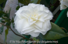 Purity märz13.jpg