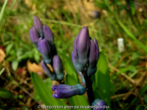 Hyacinthus orientalis Kulturform