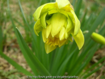 Narcissus 'Telamonius Plenus' 2013