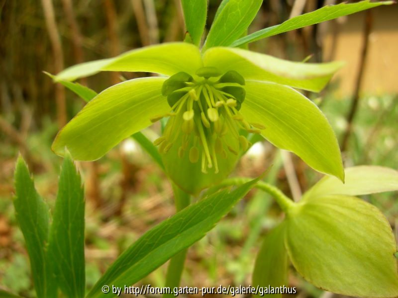 Helleborus multifidus subsp. multifidus 2013