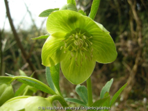 Helleborus multifidus subsp. istriacus 2013