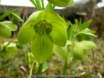 Helleborus multifidus subsp. istriacus 2013