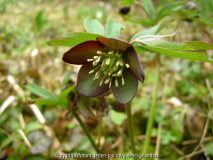 Helleborus croaticus 2013