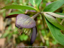 Helleborus croaticus 2013