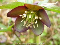 Helleborus croaticus 2013