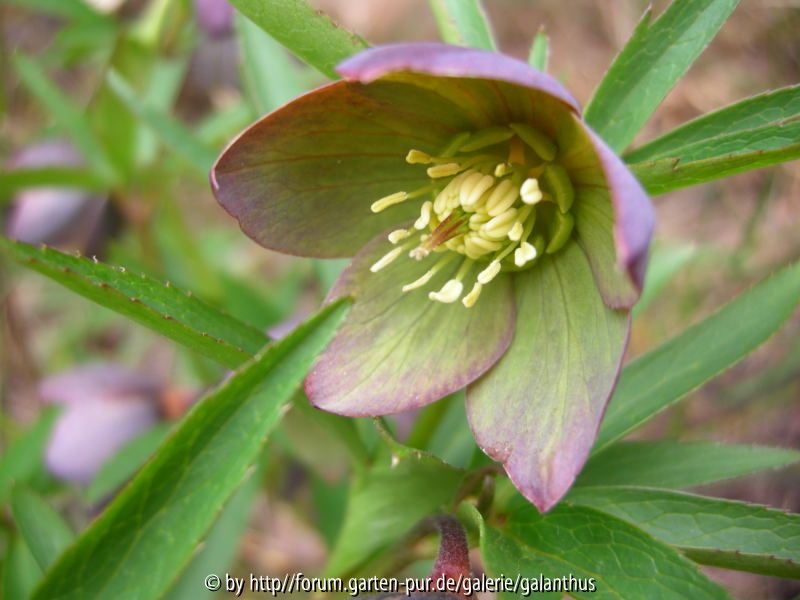 Helleborus torquatus ex Montenegro 2013