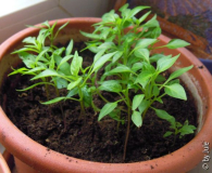 DSCN6676.JPG