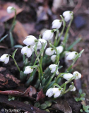 Galanthus nivalis Flore Pleno