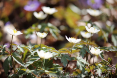 Anemonen,, Hepatica April 2012