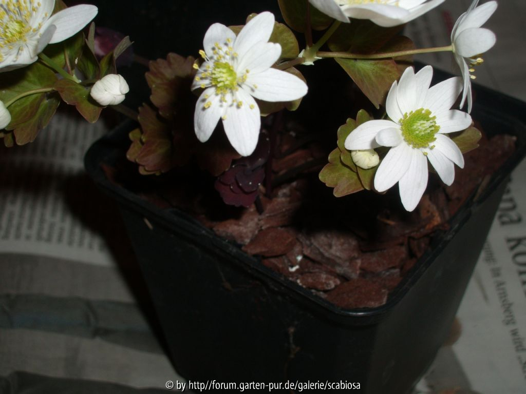 Anemonella thalictroides