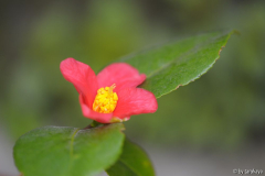 yukibata tsubaki13