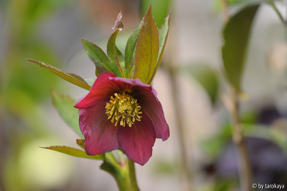 helleborus rot