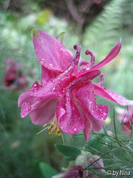 Akelei in hellem Fuchsia