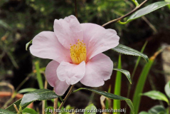 Camellia wabisuke magali