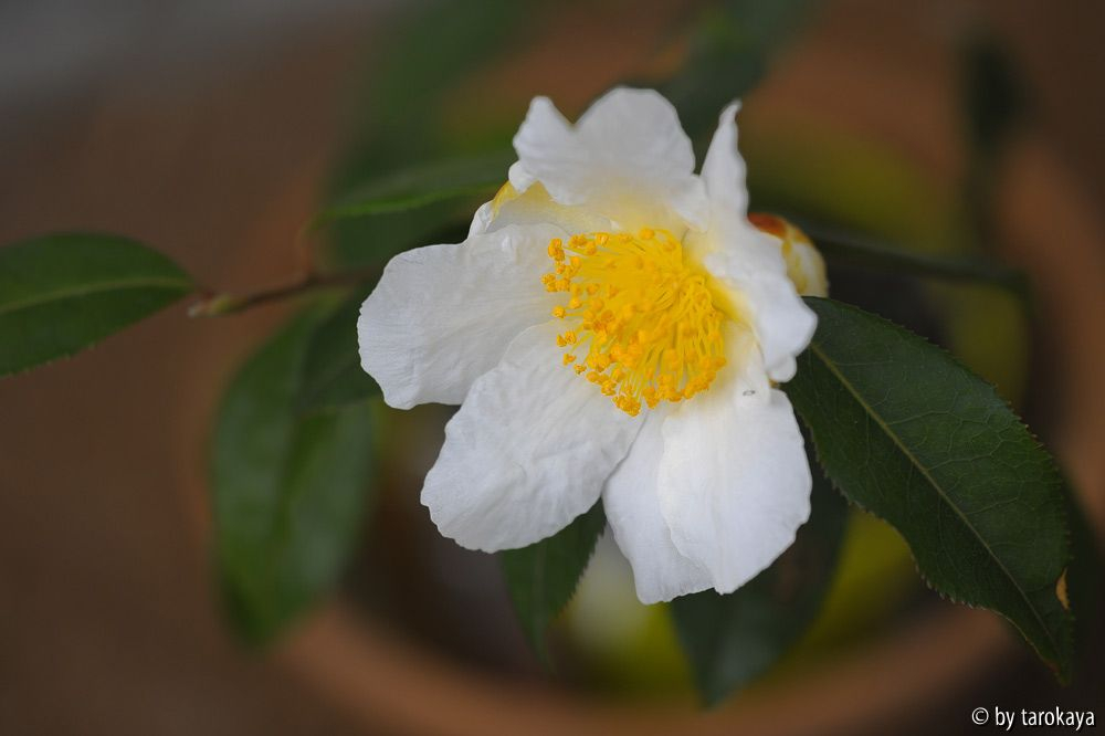 C.yunnanensis13