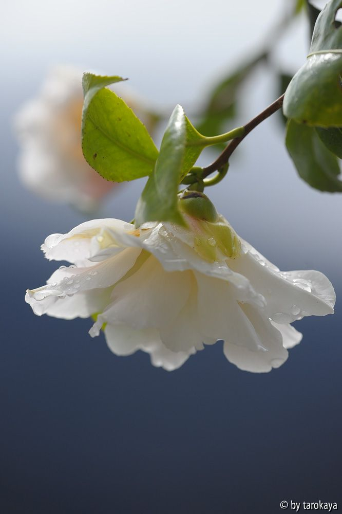C.vietnamensis13