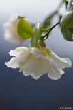 C.vietnamensis13