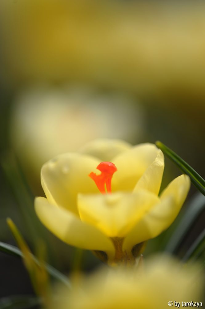 crocus crysanthus2
