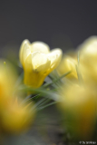 crocus crysanthus