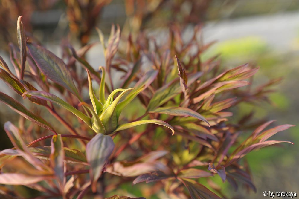 paeonia hinten einzelknospe13