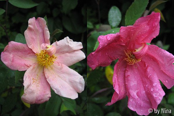 Mutabilis, 12. und 13. Mai