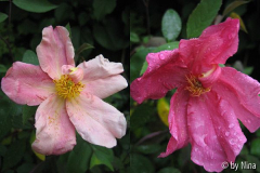 Mutabilis, 12. und 13. Mai