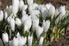 Krokus, weiß ??, Ostern 2013