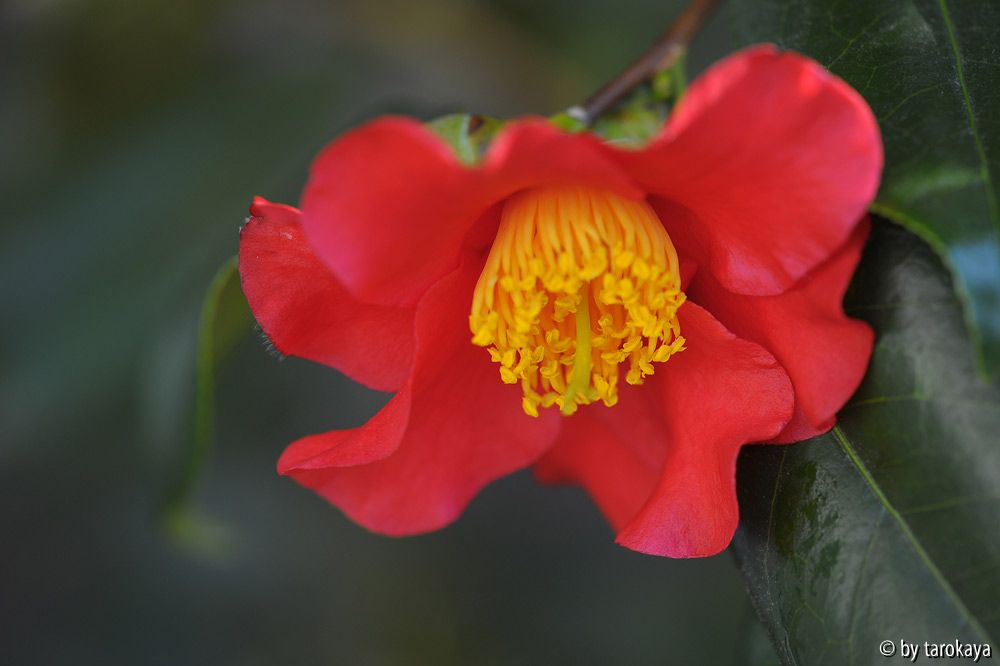 red butterfly13